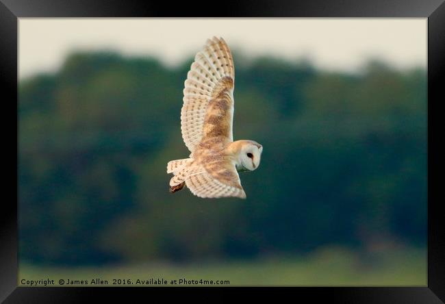 Barn Owl Hunting  Framed Print by James Allen