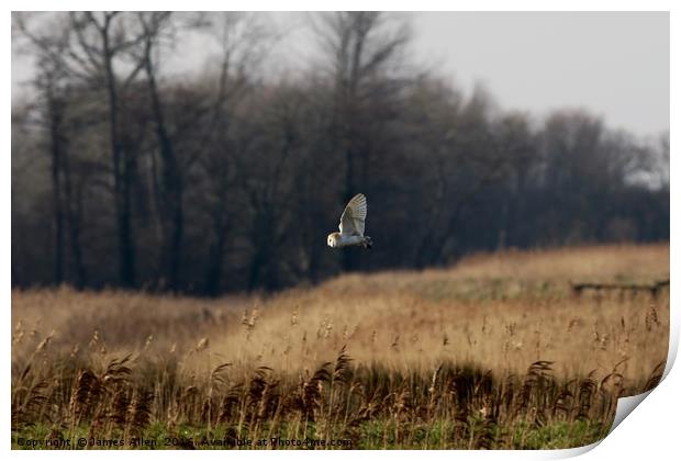 Barn Owl Hunting  Print by James Allen