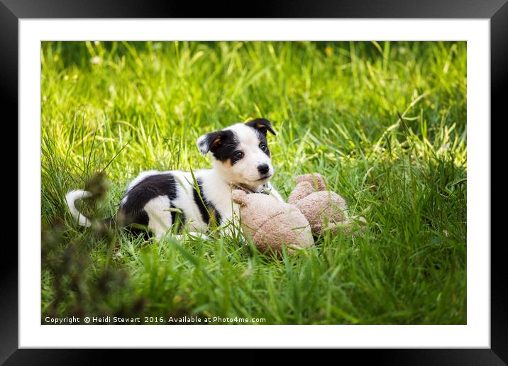 Border Collie Puppy Framed Mounted Print by Heidi Stewart