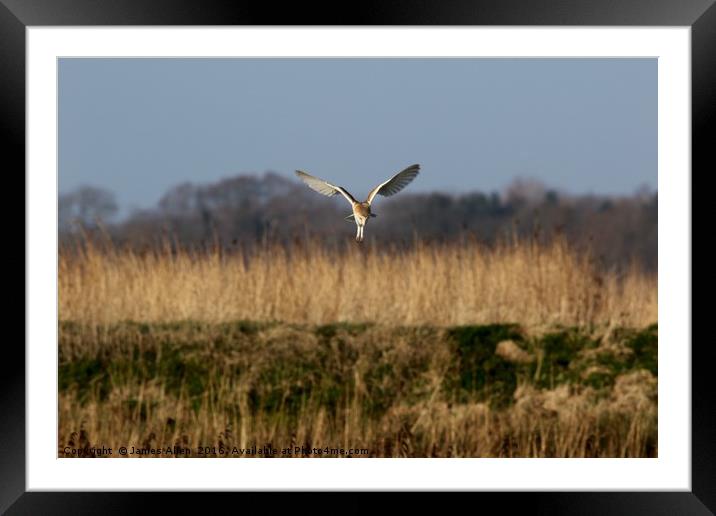Barn Owl Hunting  Framed Mounted Print by James Allen