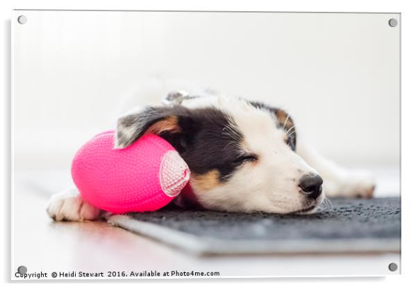 Sleeping Border Collie Puppy Acrylic by Heidi Stewart