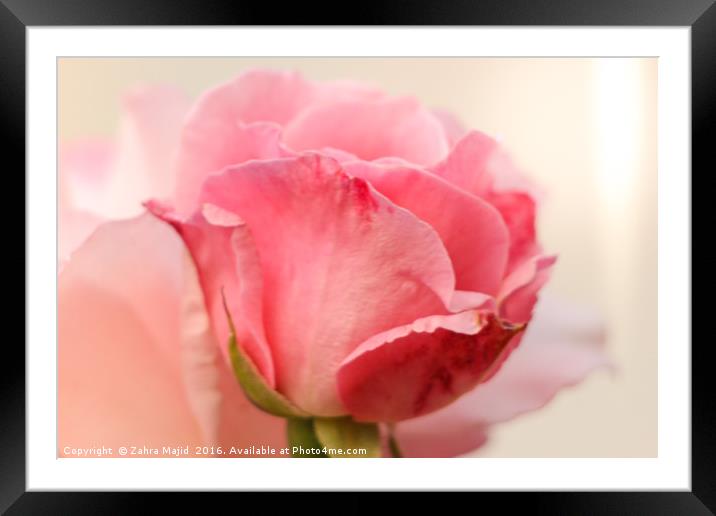 Rose Bud Blooming Framed Mounted Print by Zahra Majid