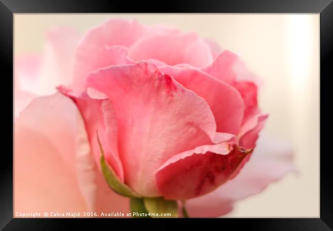 Rose Bud Blooming Framed Print by Zahra Majid
