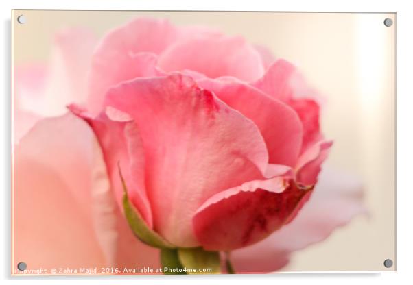 Rose Bud Blooming Acrylic by Zahra Majid