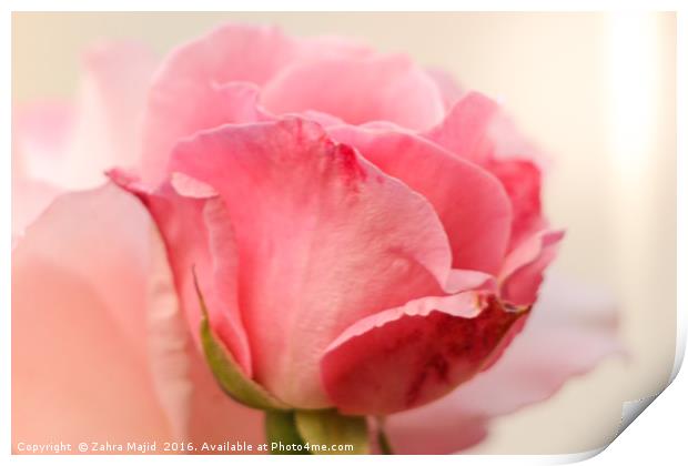 Rose Bud Blooming Print by Zahra Majid