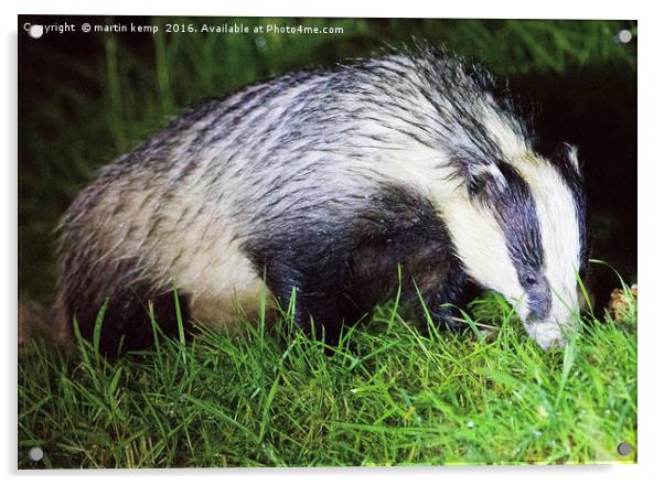 Badger Acrylic by Martin Kemp Wildlife