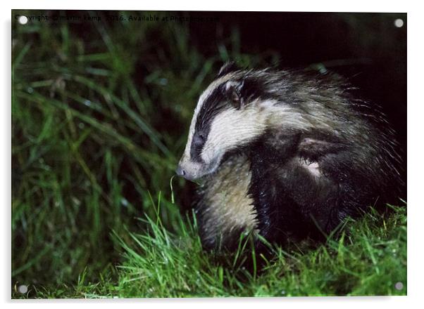 Badger 2 Acrylic by Martin Kemp Wildlife