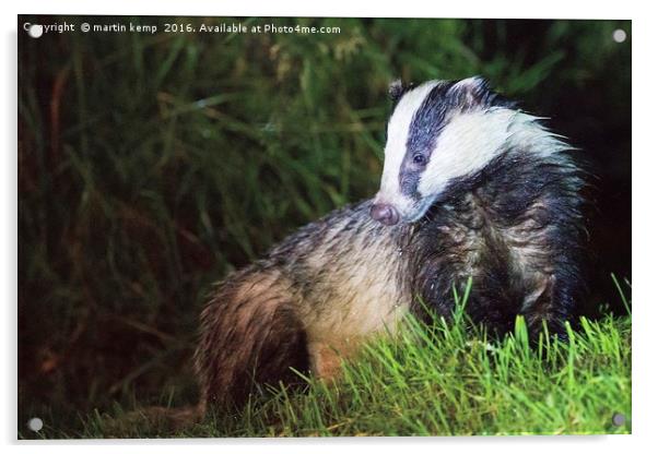 Badger 3 Acrylic by Martin Kemp Wildlife