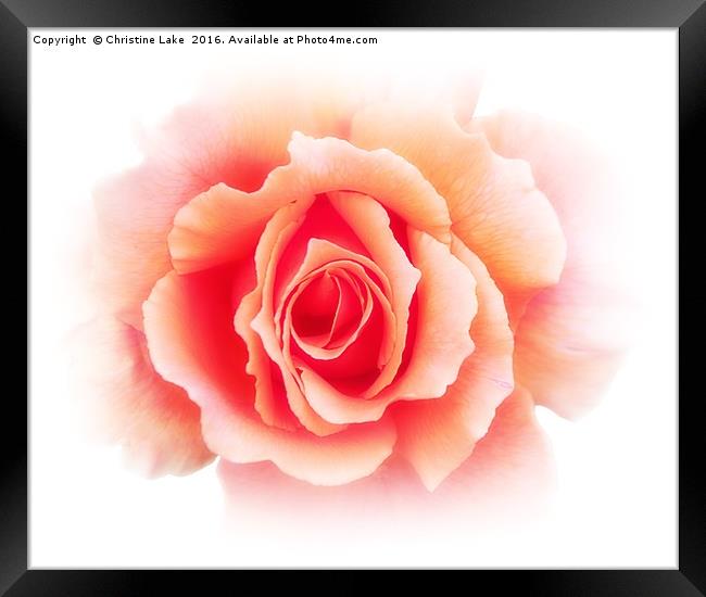 Rose Monday Framed Print by Christine Lake