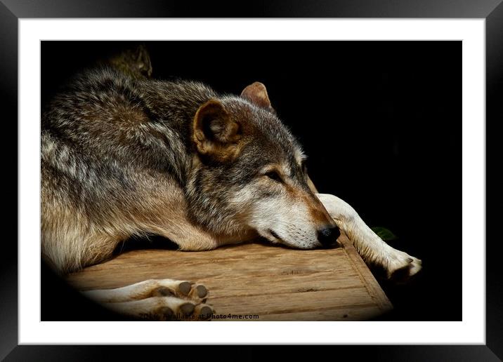 wolf  Framed Mounted Print by James Allen