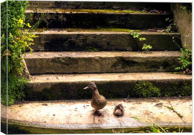 Duck and Duckling on steps by waters edge Canvas Print by Dave Carroll