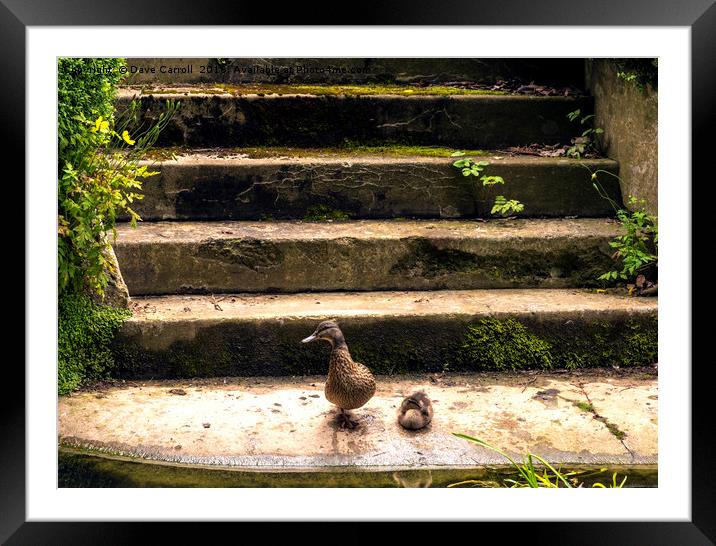 Duck and Duckling on steps by waters edge Framed Mounted Print by Dave Carroll
