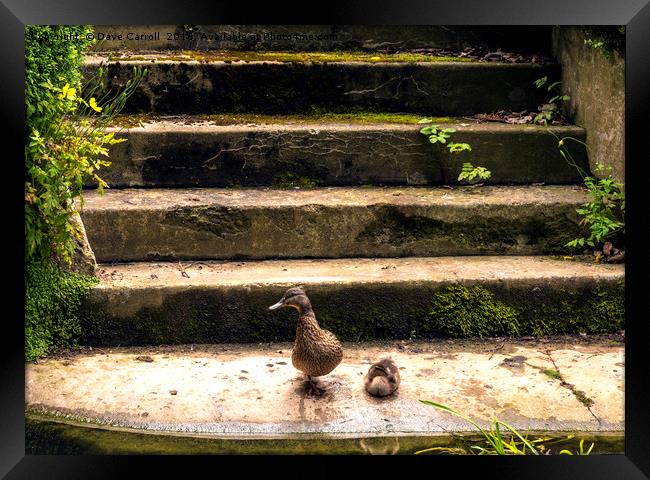 Duck and Duckling on steps by waters edge Framed Print by Dave Carroll