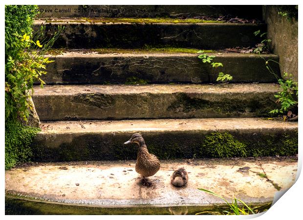 Duck and Duckling on steps by waters edge Print by Dave Carroll