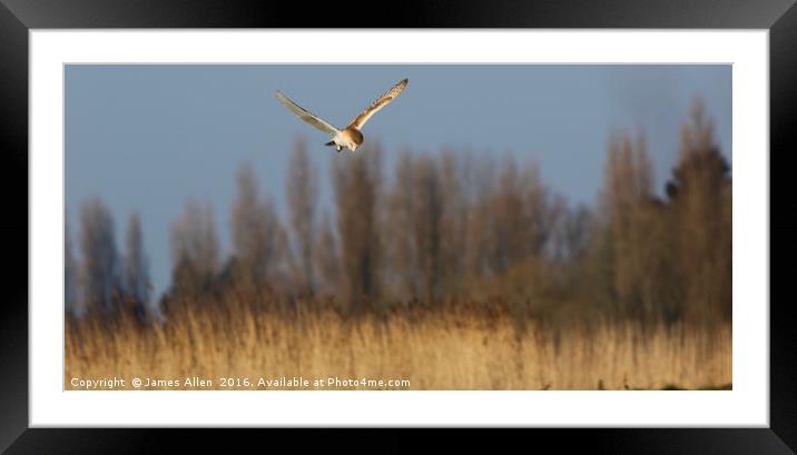 Mid Air Hover Framed Mounted Print by James Allen