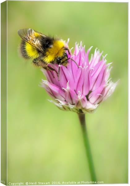 Bee on Chives Canvas Print by Heidi Stewart