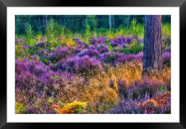 Littleworth Common.  Framed Mounted Print by Peter Bunker