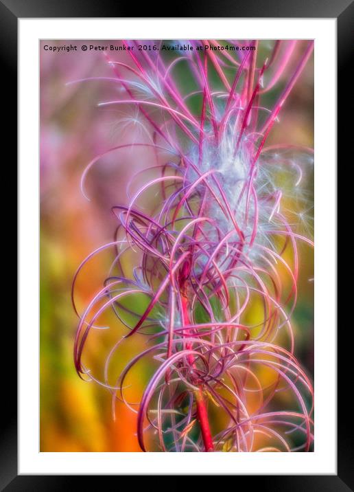 Nature's Spirals.  Framed Mounted Print by Peter Bunker