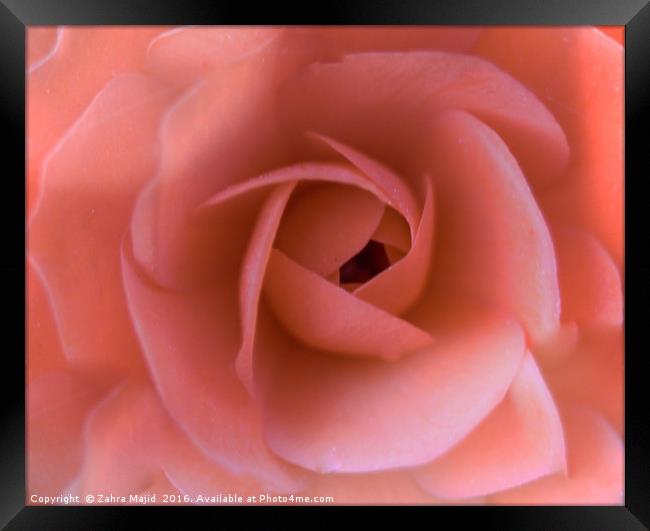 Roses are Delicate with Hidden Secrets Framed Print by Zahra Majid