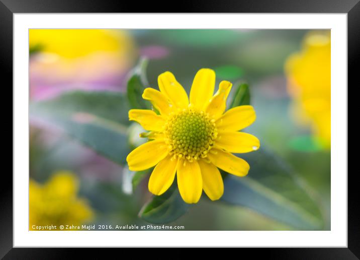 Hello Yellow Little Thing Framed Mounted Print by Zahra Majid