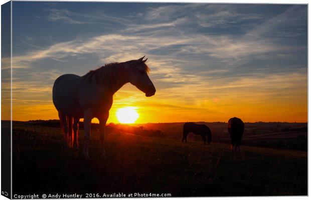 Horse in sunset Canvas Print by Andy Huntley
