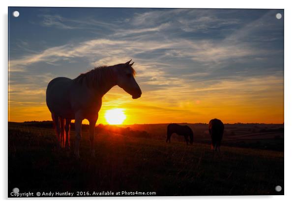 Horse in sunset Acrylic by Andy Huntley