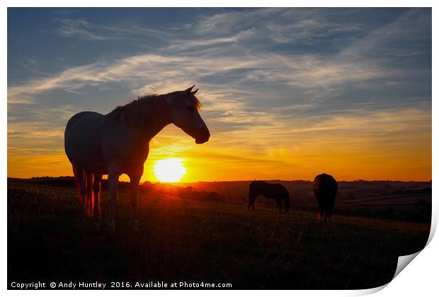 Horse in sunset Print by Andy Huntley