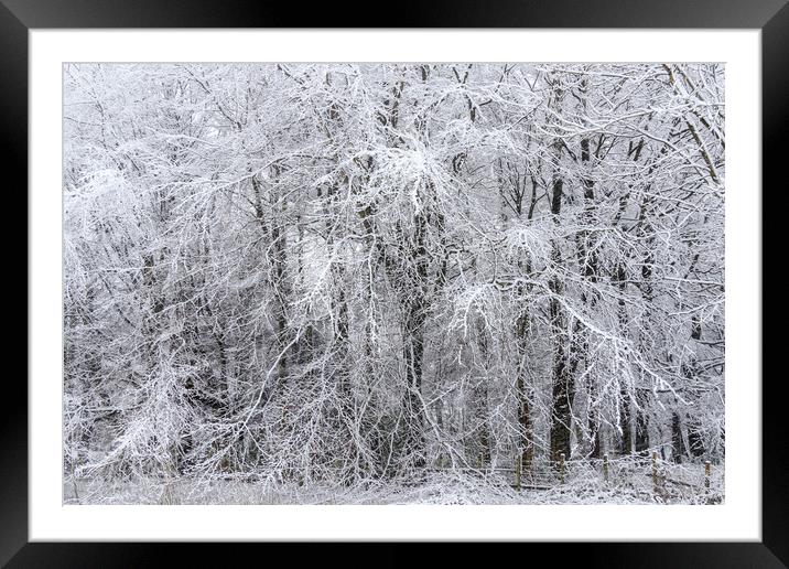 Snow forest     Framed Mounted Print by chris smith