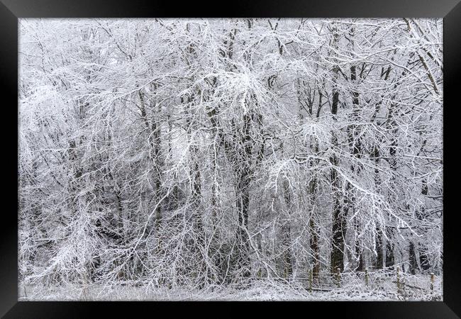 Snow forest     Framed Print by chris smith