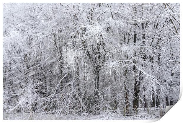 Snow forest     Print by chris smith