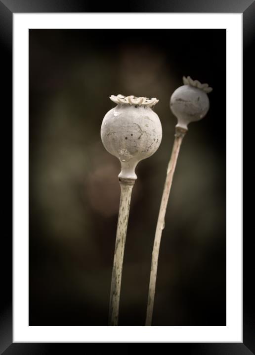 Poppy Seed Head  Framed Mounted Print by chris smith
