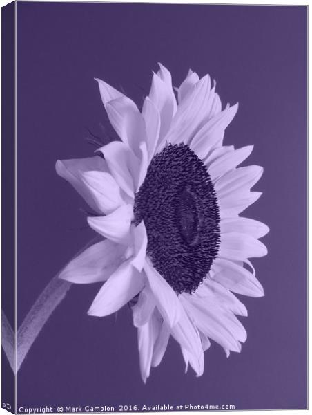 Purple Sunflower Canvas Print by Mark Campion