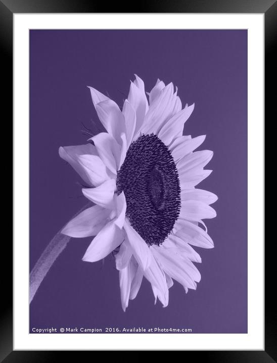 Purple Sunflower Framed Mounted Print by Mark Campion