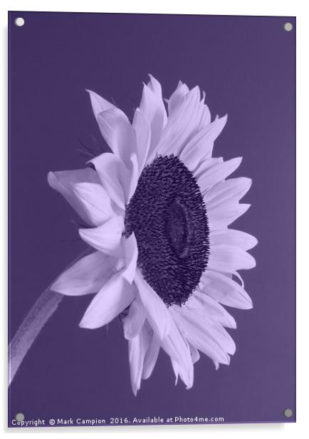 Purple Sunflower Acrylic by Mark Campion