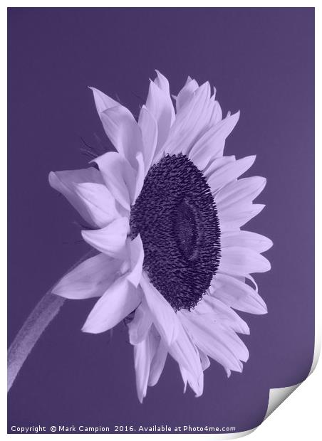 Purple Sunflower Print by Mark Campion