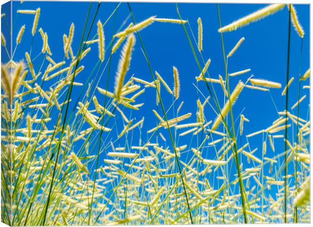 Deliceate Grasses  Canvas Print by Bob Small