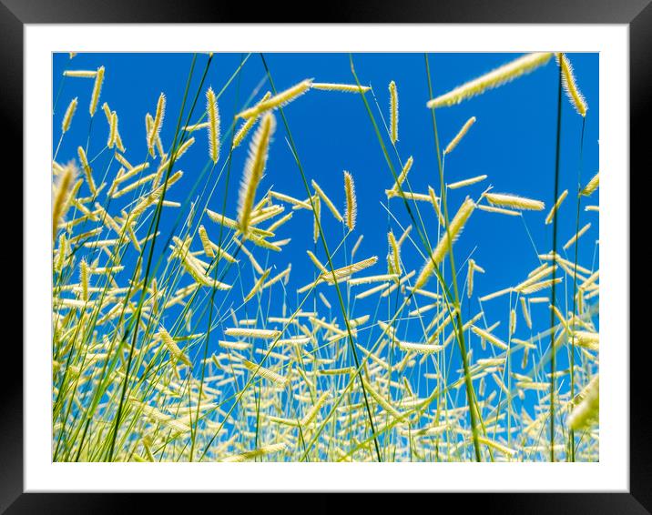 Deliceate Grasses  Framed Mounted Print by Bob Small