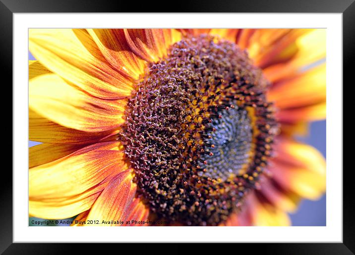 Sunflower Framed Mounted Print by Andre Buys