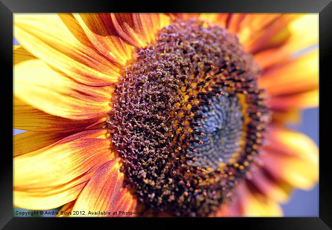 Sunflower Framed Print by Andre Buys