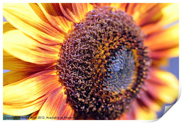 Sunflower Print by Andre Buys