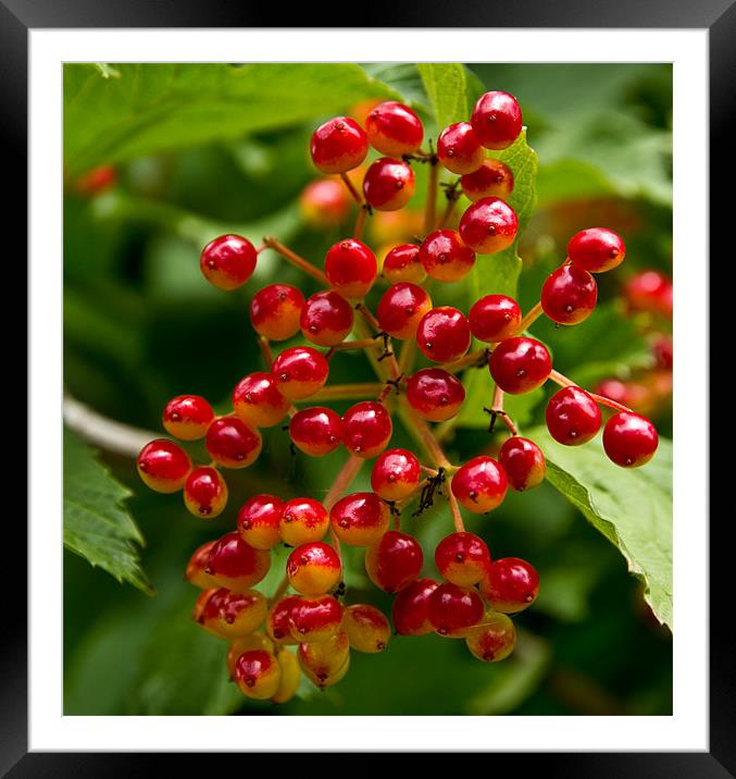 Red Berries Framed Mounted Print by les tobin