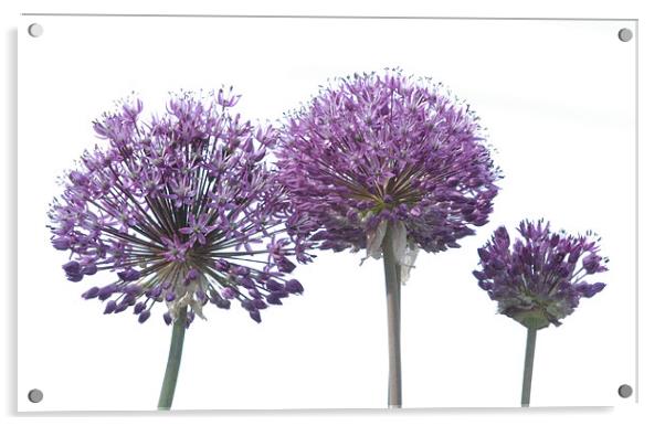 Allium Giganteum Acrylic by Joe Richardson