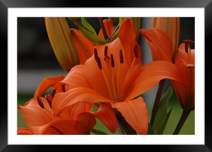 Lilies to touch Framed Mounted Print by Joe Richardson