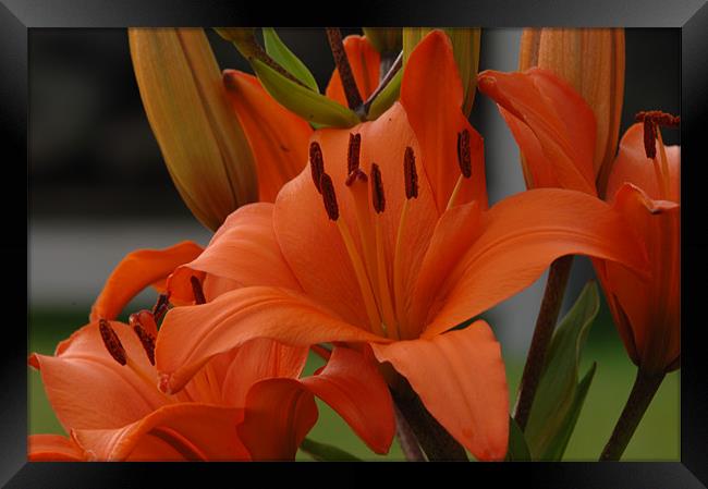 Lilies to touch Framed Print by Joe Richardson