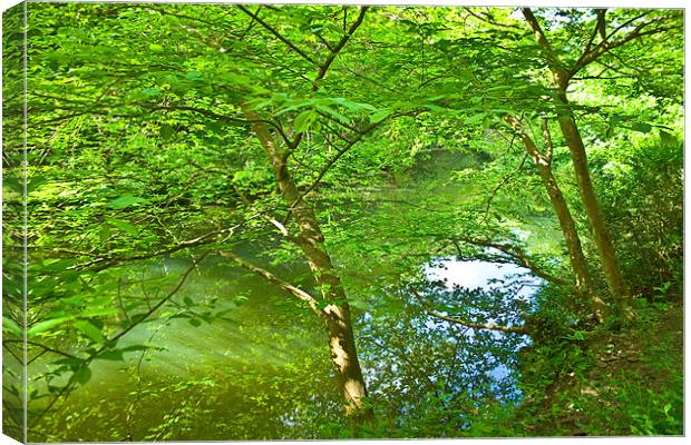 River View Between the Trees Canvas Print by Brian Roscorla