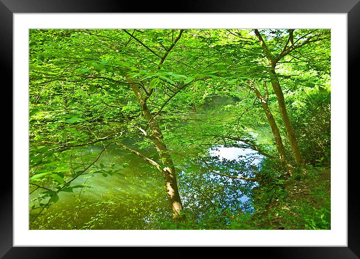River View Between the Trees Framed Mounted Print by Brian Roscorla