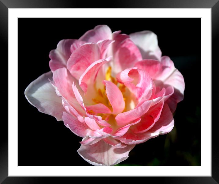Soft in Pink Framed Mounted Print by Peter Elliott 