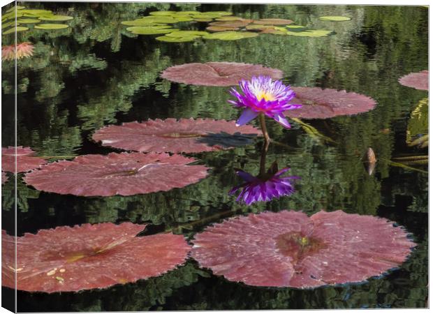 Waterlily Canvas Print by Bob Small