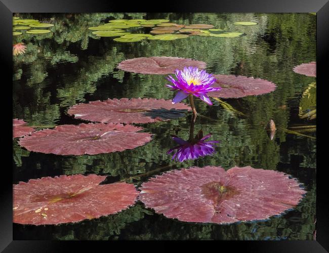 Waterlily Framed Print by Bob Small