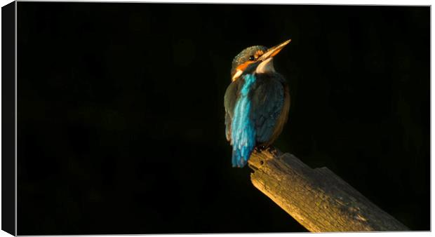 Kingfisher at sunset Canvas Print by Graham Pickavance